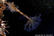 Sabella spallanzanii Spirographe-Acores St Maria Blue cave-15m-20170821-Denis-ADER-DSC_9706_tn_tn